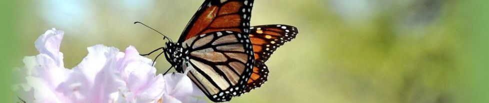 Butterfly on Flower