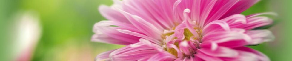 Pink Flower Pink Flower